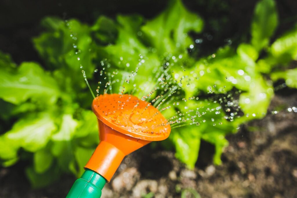 Dominican drink recipes: plants